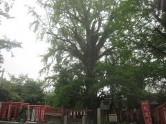 境内に聳える銀杏の木
高さは30m､樹齢は推定600年以上
女性がこの木に触れると子供が授かると言われているそう