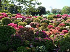 根津神社に戻ってつつじを見ます。結構咲いてる株も有りますが、意外と種類が多い為、早咲き遅咲きに分かれていて、両方いっぺんに見るのはなかなか難しいのです