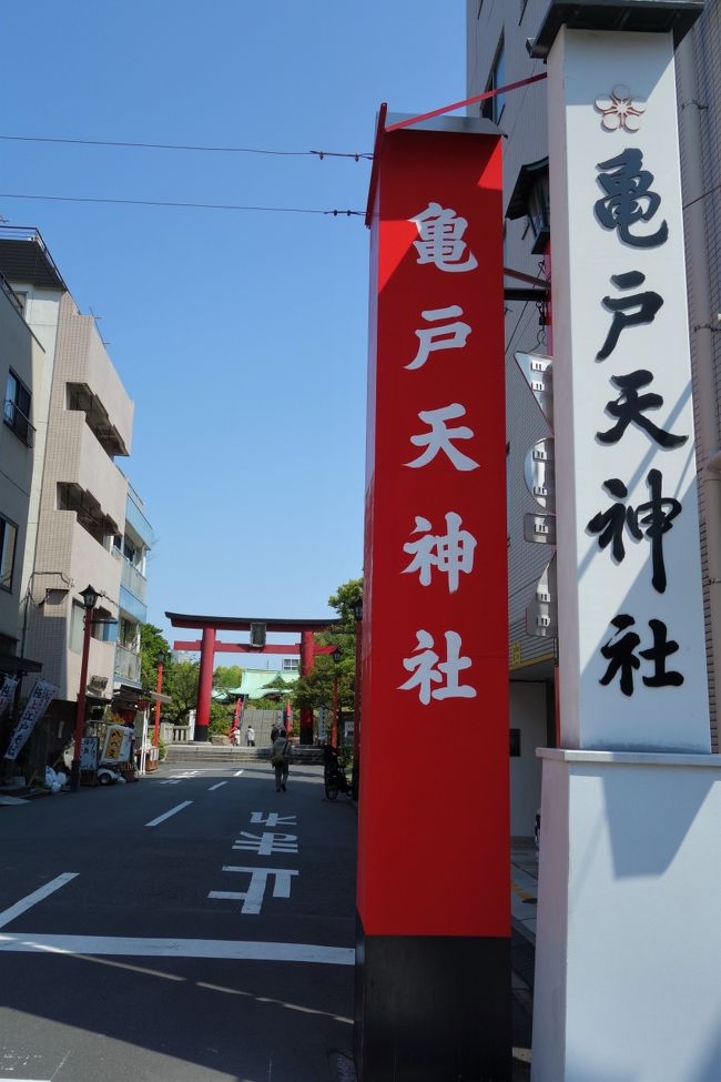 見頃って これ 根津神社の躑躅 Vs 亀戸天神の藤 長靴を探す旅 東京の旅行記 ブログ By Phophochangさん フォートラベル