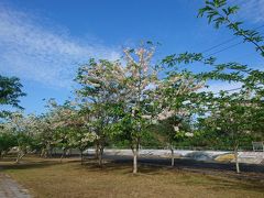 泗溝村-河邊的花旗木風景