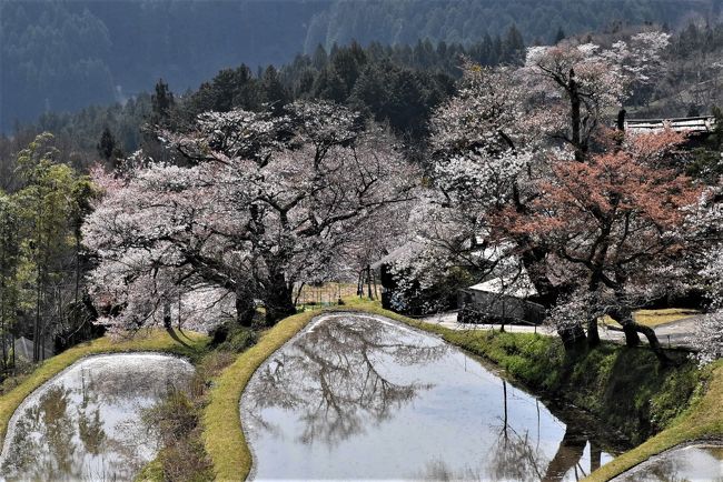 美杉の山里を彩る「三多気の桜」～水を張った棚田に映る「日本の原風景