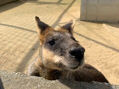 高松駅前でレンタカーでしろとり動物園へ行き、友人親子と合流。
象の餌やりなどもできて、コンパクトなわりには充実しているので子供達も大喜び。追いかけるのに必死で動物の写真はこれだけ。。