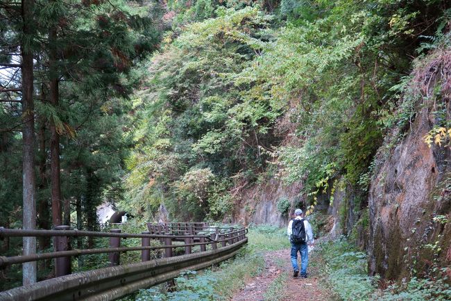 杉の林越しに見える川の水の色は