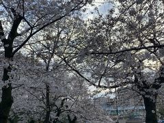 鶴舞公園
お花見の時期の人の多さに来るのを止めていたけど、今年はガラガラ
露天もイベントも全て中止