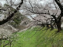 名古屋城のお堀の桜
緑の絨毯と桜のピンクが映える