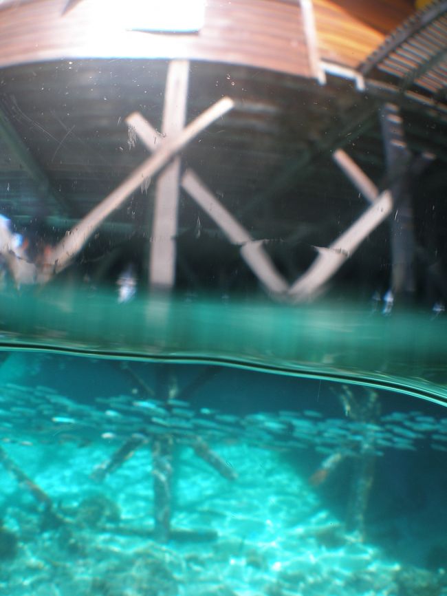 小魚一杯！<br />透明度良好！