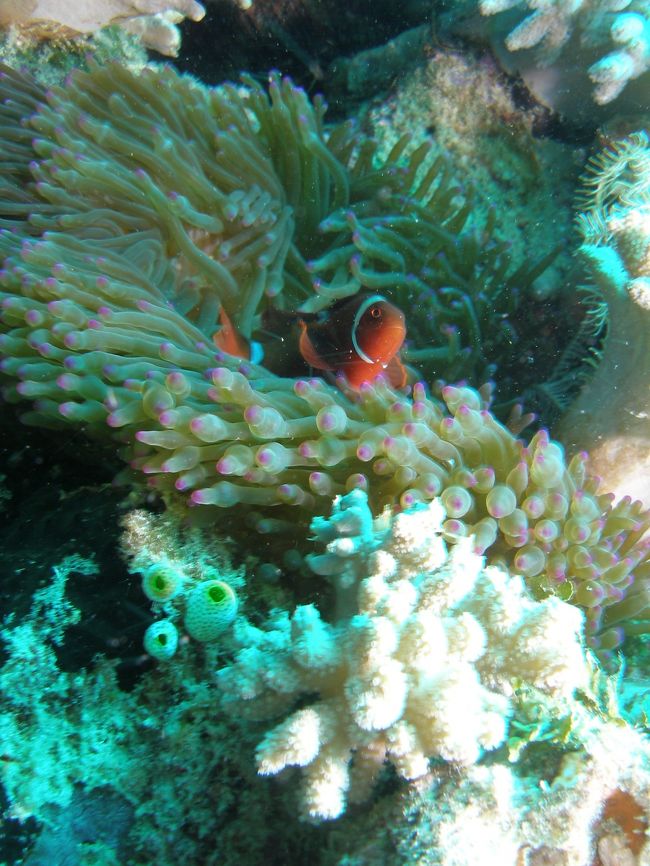 これはまた別種のクマノミ