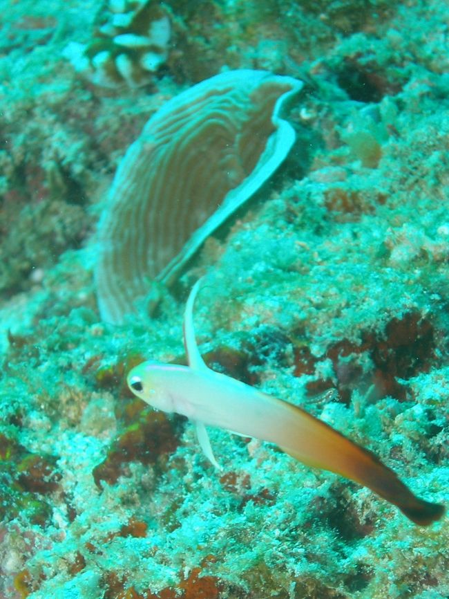 ハタタテハゼ<br />好きな魚の一種です。