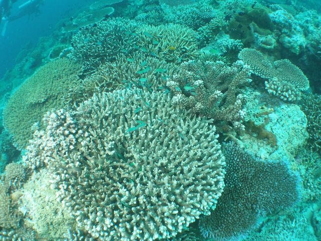 白化したりしませんように！<br />(>人<)please,ecofriendly