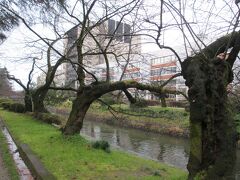松川沿いの桜並木。

元々は松が植えられていたから「松川」だったけど、

戦後、桜に植え替えたんだそう。

