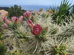 シャトーエザからさらに登って植物園へ。
サボテンの花がきれいです。