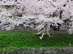一の橋を渡り、いよいよ五稜郭公園へと入る。
まず出迎えてくれたのは、半月堡の外側の土塁上にあった一本桜。
この桜は、五稜郭タワーの上からでも目立っていた。