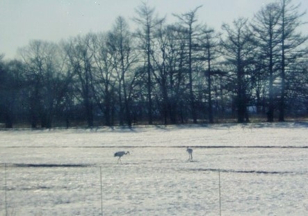 「シュッシュッ　ポッポ」「ガタン　ゴトン」ゆっくり釧網線を走ります、旅情満点。<br />エゾ鹿もいます、茅沼ではタンチョウの家族もいました。<br />