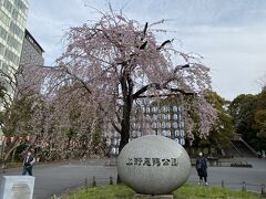 早速上野公園へ。

六義園同様、しだれ桜は満開です。