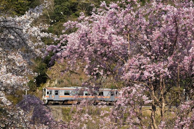 名松線春の花と鉄道風景～桜とミツマタの咲き誇るローカル線2020