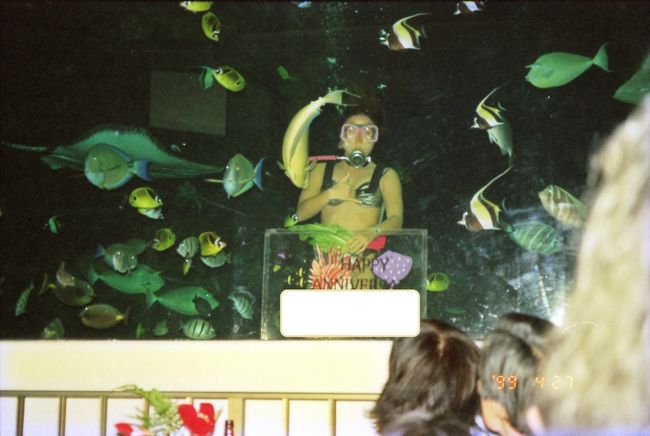 今はアロヒラニホテルと言ったかな？当時はパシフィックビーチホテルと言って、巨大水槽のあるレストランがありました。<br /><br />当時は、誕生日や結婚記念日などのイベントがある予約者は、水槽の前のある席に案内してくれたので、<br />タイミングよく入籍記念日であったのでお願いしました。