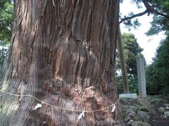 玉若酢命神社
八百杉　天然記念物の巨木

