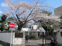 散策して、「フィリピン大使館」の桜。