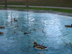 フィンランディアホール前、浅い池に鴨が集まってました。かわいい。