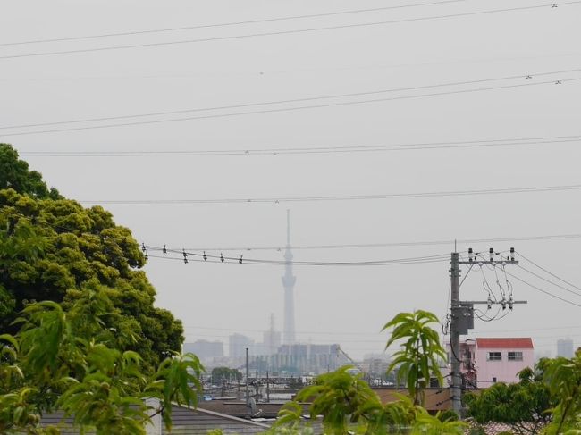 5月の安行散策☆万葉植物園・密蔵院・安行原の蛇造り・新郷貝塚・峯ヶ岡八幡神社☆2020/05/15