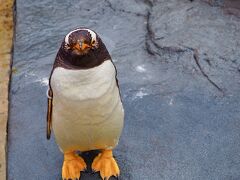 おや？目があったかな？笑
旭山動物園にいたペンギンの中では、ジェンツーペンギンが一番愛嬌があって可愛かったかな～。