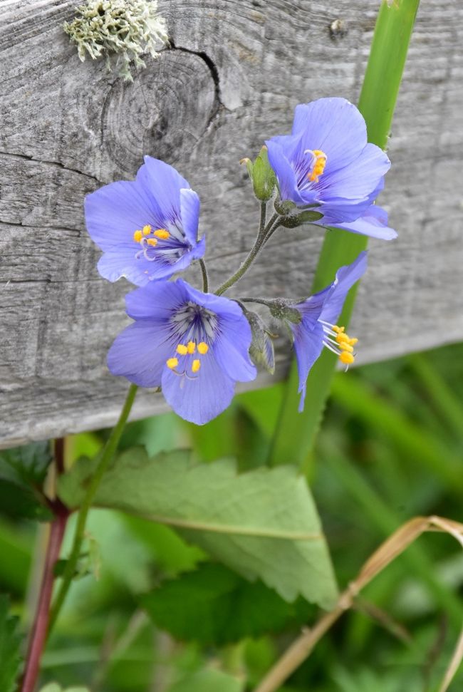 霧多布湿原のお花畑19 真っ白なワタスゲの絨毯と初夏を彩る花々 北海道 厚岸 霧多布 北海道 の旅行記 ブログ By かっちんさん フォートラベル 霧多布湿原のお花畑19 真っ白なワタスゲの絨毯と初夏を彩る花々 北海道 厚岸 霧多布 北海道 の旅行記 ブログ By かっちんさん フォートラベル