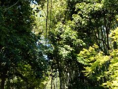 せっかくの嵐山だから竹林を歩いてみよう。海外からの観光客がいっぱいでした。