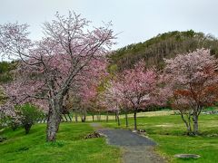 釧路八重を求めてメモリアルパーク別保公園にやってきました。
もうすぐ17時、桜祭りも数日前に終了したこともあり散歩する人もまばらです。