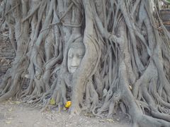 アユタヤで最も名が知られている寺院【ワット・マハート】。
木の根に埋まる仏像と写真撮影をする時は、頭を低くするためかがまなければいけません。