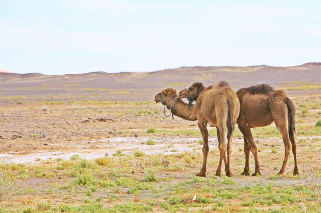 突撃 ジモティ ベルベル教室 オカンと味わう ディープな砂漠 アダルト娘と旅するモロッコ 7 Merzouga エルフード モロッコ の旅行記 ブログ By ウェンディさん フォートラベル