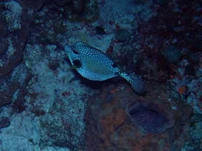 コスメルダイビング カリブ海の青の聖地 コスメル メキシコ の旅行記 ブログ By Azさん フォートラベル コスメルダイビング カリブ海の青の聖地 コスメル メキシコ の旅行記 ブログ By Azさん フォートラベル