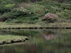 山麓駅からは、近くにある武具脱の池を歩くことにする。
源頼朝に追われた木曽義仲の残党が、この池で武具を脱ぎ捨てたことから名付けられたと云われる。
周辺の森には、石楠花の群落があり、この季節見頃を迎えるのだ。