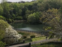 ４月１８日
多摩湖 の池
この池が大好きで ベンチがあるので 座って見る時もある