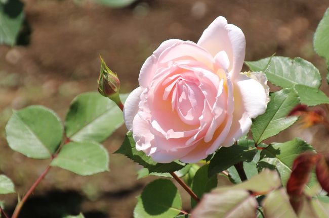 バラが最盛期を迎えた智光山公園の植物園 お気に入りの紫雲とアプリコットキャンディーが咲きそろった1番の見頃に 狭山 入間 埼玉県 の旅行記 ブログ By まみさん フォートラベル バラが最盛期を迎えた智光山公園の植物園 お気に入りの紫雲とアプリコットキャンディーが咲きそろった1番の見頃に 狭山 入間 埼玉県 の旅行記 ブログ By まみさん フォートラベル