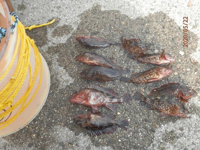 新舞子マリンパークで釣り始め 知多 東浦 愛知県 の旅行記 ブログ By かあくんさん フォートラベル