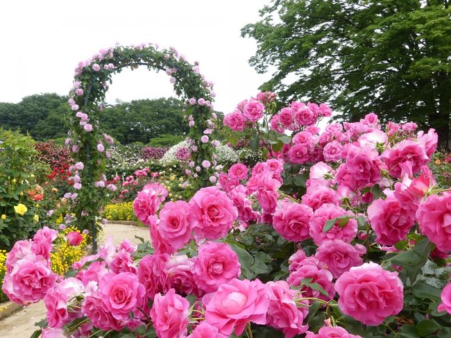 あしかがフラワーパーク のバラ 最盛期は過ぎましたが 綺麗な花が沢山あります 栃木県 足利市 足利 栃木県 の旅行記 ブログ By Minamicazeさん フォートラベル