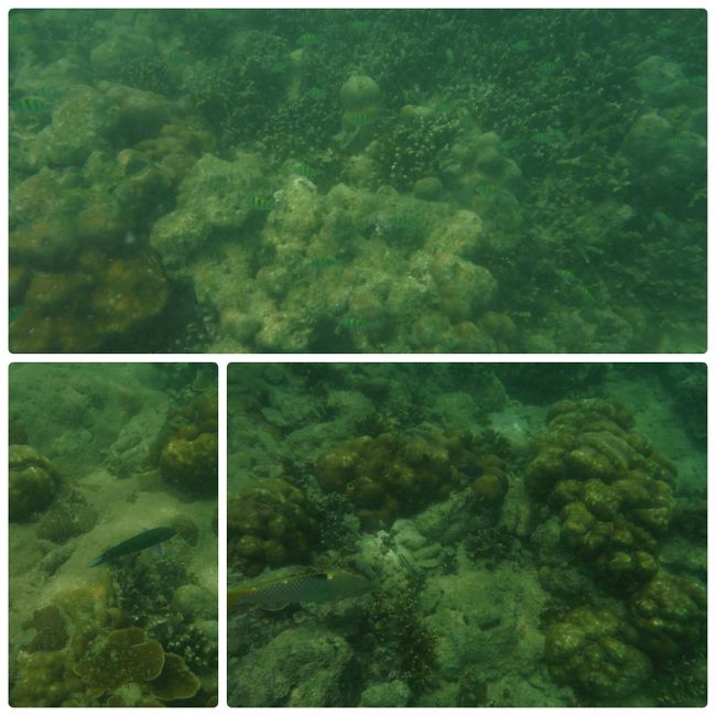 スノーケル開始<br />魚はそこそこいます！