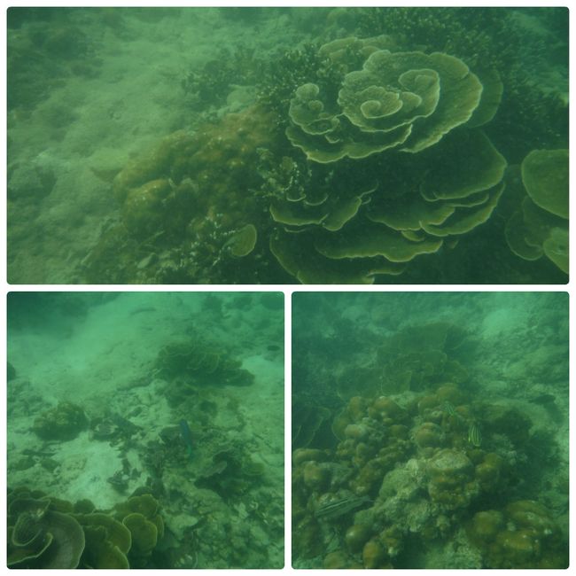 意外に珊瑚も生きてる