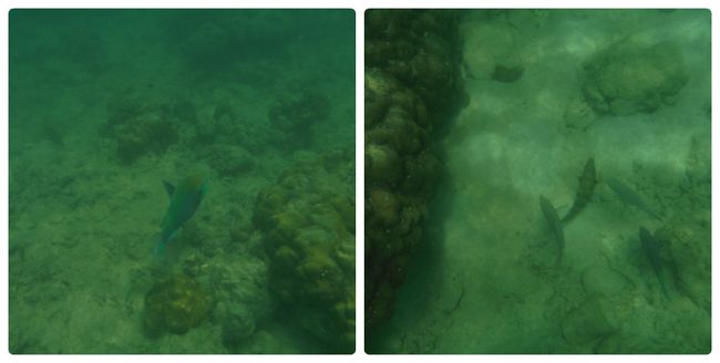 魚を追いかけ戯れ<br />一人スノーケルを楽しみました。