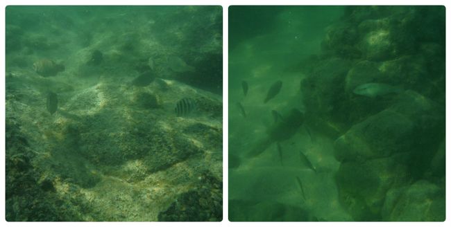 ここでもスノーケル