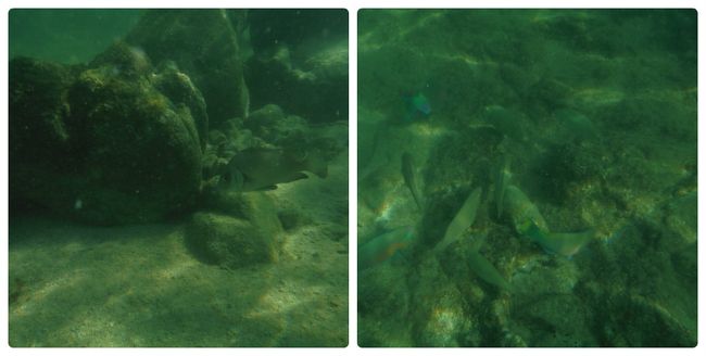珊瑚は殆どないですが<br />魚がいるので楽しいです。
