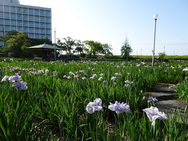41．碧南市<br /><br />油ヶ淵花しょうぶ公園。花しょうぶが見頃。