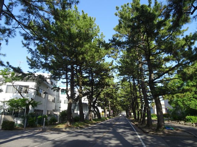 46．知立市<br /><br />旧東海道に残る知立松並木。安城市から旧東海道を走りましたが、他でも所々に松並木が残っていました。