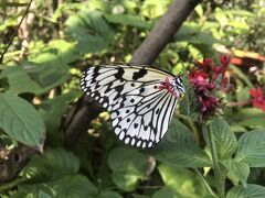 台北動物園に行った。昆虫館