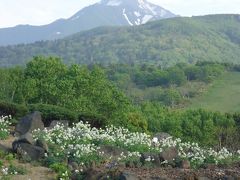 利尻高山植物展示園にも行ってみます。