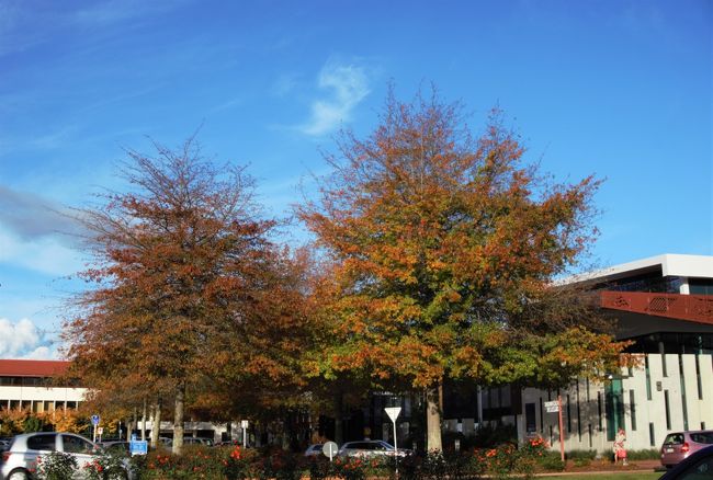 いつもとは反対側の道路から散策を始めました。<br />季節は秋、自然豊かなニュージーランド。<br />ロトルアも色づいた木々がいっぱいです。