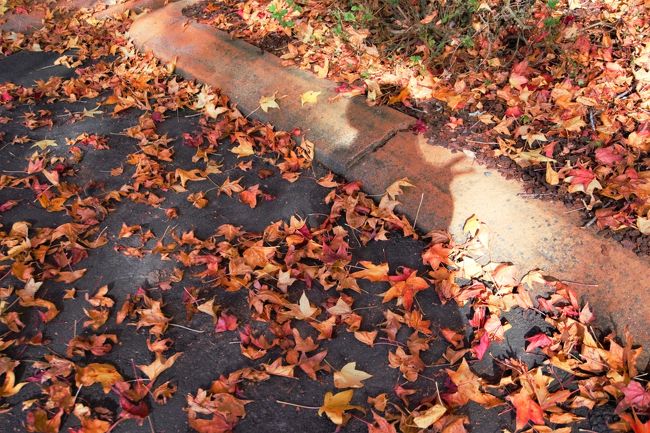 たくさんの落ち葉にＶサイン