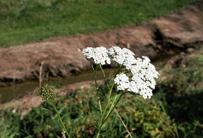 公園の横の道沿いに咲いていた小さな花を見つけました。