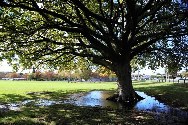 先日の大雨のせいでしょう。<br />ところどころに水たまりが出来ていて、そこに映る木々もまた美しく感じられました。