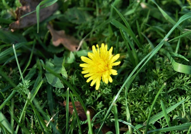 秋になったばかりなのにタンポポ？